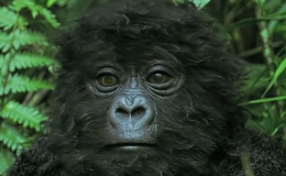 Baby Gorilla Roboter