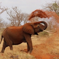 Tiere überfahren