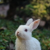 Stänkernder Hase