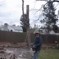 Baum stellt sich auf